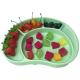 Baby Tableware Feeding Plate Customized Shape Food Grade Green Divided