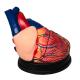Medical Teaching Display Big Human Anatomical Heart Model For Classroon Study