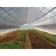Gothic Structure Single Tunnel Greenhouse Hot Dip Galvanized Tube Frame