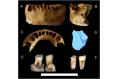 Human Remains from China Indicate Modern Human Emerged Much Earlier Than Previously Thought in East Asia