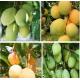 Vietnam Fruit Growing Protection Wrapping Mango Paper Bag Waterproof