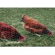 0.5-2m Chicken Wire Mesh Netting , Hexagonal Poultry Wire Mesh