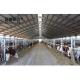 Fast Erected Q235 Low Carbon Steel Cowshed with Tolerance ±1% Professional Designed