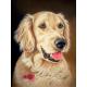 Diy Diamond Painting Animal Series cross stitch diamond rhinestone dog pasted