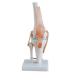 12X12X33CM Human Skeleton Model , Anatomy Knee Model For Education