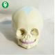 PVC Plastic Anatomy Skull Model / Fetal Skull Model for Medical Teaching
