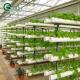 Multi-Span Agricultural Greenhouses Double Layer Vertical Hydroponic System Upgrade