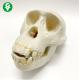Life Size Human Skull Anatomy Model Chimpanzee Teaching High Accuracy