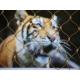 7x7 Stainless Steel Tiger Metal Zoo Wire Rope Mesh