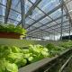 Glass Covered Hydroponic Vegetables Greenhouse with Shading Screen and Steel Structure