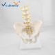 Bilological Vertebrae Anatomical Skeleton Model Pelvis With 5pcs Lumbar