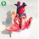 PVC Heart Internal Organs Model Visceral Medical Anatomical 22*19*18CM