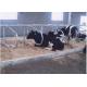 Dairy Farm Double Row Type Cow Free Stall With 1.20m Cattle Spacing