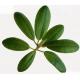 Corosolic acid(Loquat Leaf Extract)30% Promote weight loss, Balances blood sugar