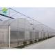 Plastic Sheet Hydroponic Greenhouse Systems Multi Span