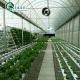 PO Single Layer Greenhouse for Agriculture Boost Agricultural Production