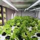Commercial Greenhouse Container Greenhouse The Revolutionary Way to Grow Leafy Greens