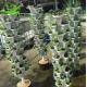 Hydroponic Plant Growth Systems Greenhouses for Optimal Results