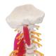 Spine Cervical Vertebra Full Size Medical Skeleton Nerves Posterior Occipital Bone