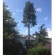 Galvanized 15m 35m Pine Tree Cell Tower Monopole Plastic Fiber Leaf