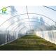 Agricultural Polytunnel Commercial Hydroponic Greenhouse For Mushroom Cultivation