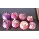 5cm Blood Pressure Reducing Natural Fresh Onion