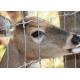 Square Galvanized Q235 Deer Mesh Fencing Excellent Corrosion And Rust Resistance.