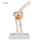 Professional Medical Teaching Anatomical Skeleton Model Plastic Elbow Joint Models