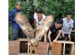 Eagle owls released back into wild