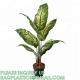 Artificial Golden Dieffenbachia Plant 43 Inch Tall Fake Tropical Lifelike Tree in Pot Silk Faux Dark Green Plant