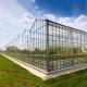 Agricultural Hydroponic System Multi-Span Venlo Glass Greenhouse Customized