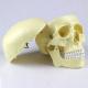 Head Anatomy Skull Model Plastic High Precision