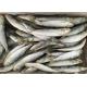 Raw Material Sardinops Under 18 Degree Fresh Frozen Sardines