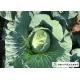 Japan Standard Flat Head Cabbage Own Plantation Supply To Salad Factory