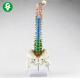 40cm Spine Skeleton Model / Colored Pelvic Vertebral Column Model 1.0 Kg