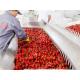 SGS Fruit Red Jujube Goji Berry Continuous Belt Dryer Machine Large Capacity