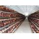 Automatic System Battery Poultry Farm SGS Layer Chicken Cage For 96 Birds