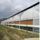 Large Size Clear Plastic Film Greenhouse Multi Span  3-6m Gutter Height Galvanized Steel Greenhouse