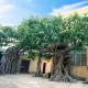 3m Artificial Landscape Trees Large Ficus Simulating Century Old Trees With Old Vines Special Shape