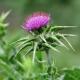 Pure Natural Milk Thistle Antioxidant Extract Powder Soluble In Water