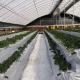 JX-A00172 Tunnel Greenhouse for Commercial Soilless Culture System of Strawberries