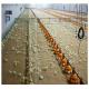 Modern Thermal Insulation Metal Steel Structure Breed Chicken Shed Poultry House