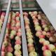 Automatic Apples Sorting Machine 50 - 150mm For Fruit Size Sorting
