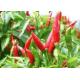 Factory direct-sell chili reaper, Pasture harvester