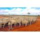 Zinc Coating Steel 1.6m Livestock Fence Panels Welded For Farm