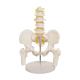 Adult PVC Anatomical Skeleton Model Lumbar Spine Models With Pelvic Floor