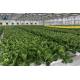 NFT Hydroponic Gully System For Leafy Greens Cultivation With Hydroponic Gully