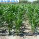 Agriculture Plants Growing Watering Saving Drip Watering System For Greenhouse