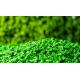 Soft Anti UV Green Colored Artificial Grass Rubber Granules
