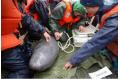 IHB Researchers Rescue Yangtze Finless Porpoises in Poyang Lake